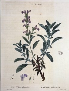 Zsálya officinalis – a „” New Duhamelben, vagy a franciaországi ágakról szóló értekezésben, P. J. Redouté és P. Bessa rajzai, Párizs alkotó: Pierre Joseph Redouté