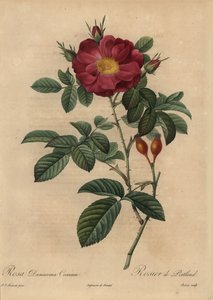 Skarlát damaszt rózsa, Rosa damascena alkotó: Pierre Joseph Redouté