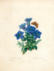 Stemless Gentian, a "Legszebb virágok és legszebb gyümölcsök válogatása" című kötetből. II, 1827-33