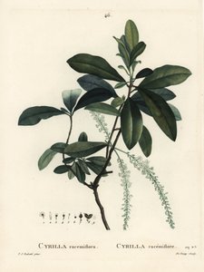 Mocsári cyrilla, Cyrilla racemiflora. De Gouy kézzel színezett foltmetszet Pierre-Joseph Redoute illusztrációja nyomán Henri Louis Duhamel du Moncel Treat des Arbres et Shrustes című művéből, Párizs alkotó: Pierre Joseph Redouté