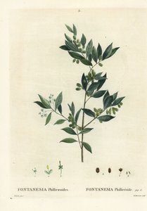 Szíriai ligesz, Fontanesia phillyreoides. Du Ruisseau kézzel színezett foltmetszet Pierre-Joseph Redoute illusztrációja nyomán Henri Louis Duhamel du Moncel Treat des Arbres et Shrustes című művéből, Párizs alkotó: Pierre Joseph Redouté
