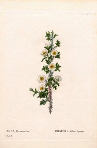 Ezertüskés rózsa, Myriacantha rózsa, Ezertüskés rózsa. Kézzel színezett rézmetszet, Pierre Joseph Redoute „Les Roses” Paris című művéből alkotó: Pierre Joseph Redouté