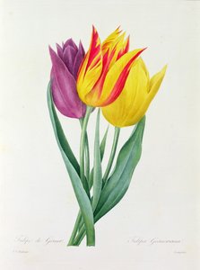 Tulipa Gesneriana (színes metszet) alkotó: Pierre Joseph Redouté