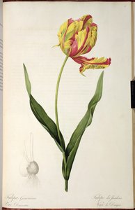 Tulipán gesneriana sárkányok, a "Les Liliacees"-ből alkotó: Pierre Joseph Redouté