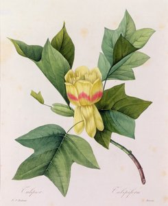 Tulipifera (színes metszet) alkotó: Pierre Joseph Redouté