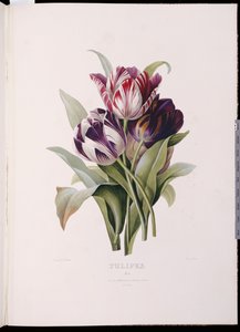 Tulipánok a "Virágcsokrok finom sorozatából" alkotó: Pierre Joseph Redouté