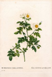 Vaillant rózsa, Rosa rubiginosa fajta, L