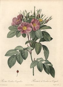 Virginia rózsa, sötét virágok – Eau forte de Langlois, Pierre Joseph Redoute (1759-1840) illusztrációja alapján, a Les Rosesból alkotó: Pierre Joseph Redouté