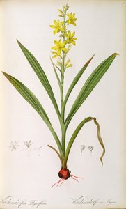 Wachendorfia Thyrsiflora, a „Les Liliacees”-ből, 1805 körül (színes metszet)