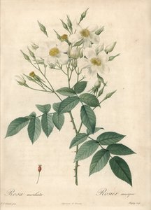 Fehér virágok pézsmarózsa – Eau forte de Chapuy, Pierre Joseph Redoute (1759-1840) illusztrációja alapján, a Les Roses-ból alkotó: Pierre Joseph Redouté