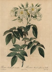 Fehér pézsmarózsa, Rosa moschata alkotó: Pierre Joseph Redouté