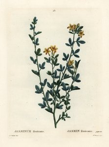 Vad vagy sárga jázmin, Jasminum fruticans. Brenet kisasszony kézzel színezett pecsétmetszete Pierre-Joseph Redoute illusztrációja nyomán Henri Louis Duhamel du Moncel Treat des Arbres et Shrustes című művéből, Párizs alkotó: Pierre Joseph Redouté