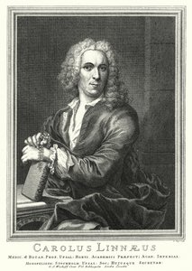 Carl Linnaeus, svéd botanikus és zoológus (metszet)