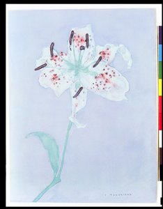 Liliom, 1921 után (akvarell és ceruza) alkotó: Piet Mondrian