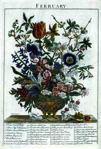 Február, Robert Furber (kb. 1674-1756) "The Flower Garden Displayed" című művéből, James Smith metszete, pub. 1732 (színes metszet)