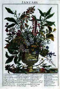 Január, Robert Furber (kb. 1674-1756) "The Flower Garden Displayed" című művéből, James Smith metszete, pub. 1732 (színes metszet)