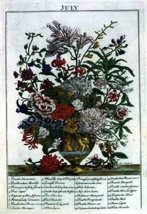 Július, Robert Furber (kb. 1674-1756) "The Flower Garden Displayed" című művéből, James Smith metszete, pub. 1732 (színes metszet)