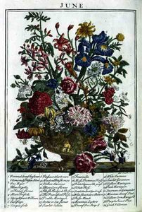 Június, Robert Furber (kb. 1674-1756) "The Flower Garden Displayed" című művéből, James Smith metszete, pub. 1732 (színes metszet)
