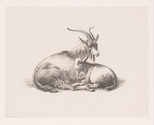 Bak és egy kecske alkotó: Pieter Bartholomeusz. Barbiers