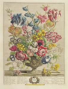 Április, a „Tizenkét hónap virágból”, Robert Furber (kb. 1674-1756), metszett Henry Fletcher (fl.c. 1729), megjelent 1730-ban (színes akvatinta) (lásd még: 125934)