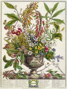 Január, a "Tizenkét hónap virágból", Robert Furber (kb. 1674-1756), metszett Henry Fletcher (színes metszet)
