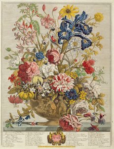 Június, Robert Furber (kb. 1674-1756) "Tizenkét hónapja virágból" Henry Fletcher metszetéből (színes metszet)