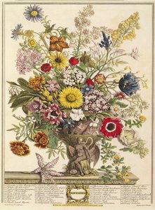 November, Robert Furber (kb. 1674-1756) "Tizenkét hónapja virágból" Henry Fletcher metszetéből (színes metszet)