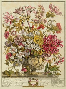 Október, Robert Furber (kb. 1674-1756) "Tizenkét hónapja virágból" Henry Fletcher metszetéből (színes metszet)