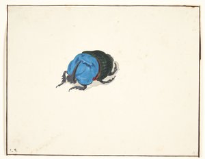 Orrszarvú bogár (scarabaeidae)