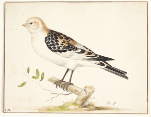 Snespurvban (plectrophenax nivalis)