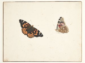 Két tanulmány egy bogáncsról (vanessa cardui l.)