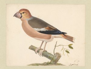 Almás pinty alkotó: Pieter Holsteyn (I)