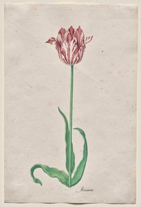 Tulipán tanulmányozása (Anvaers) alkotó: Pieter Holsteyn II