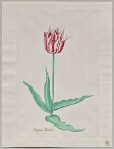Egy tulipán tanulmányozása (Perregoen Machieu) alkotó: Pieter Holsteyn II