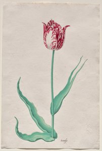 Egy tulipán (