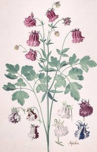 Columbine vagy Granny