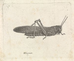 Szöcske alkotó: Pieter Lyonet