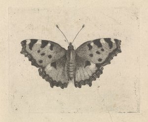 Pillangó alkotó: Pieter Lyonet