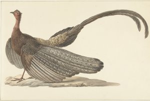 Argus Fácán alkotó: Pieter Pietersz. Barbiers