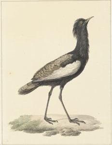 Bardatrap (Euadatis bengalensis / Haubropsis bengalensis)