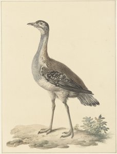 Denhams csapda (Neotis denhami)