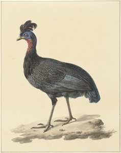 Tarajos gyöngytyúk
