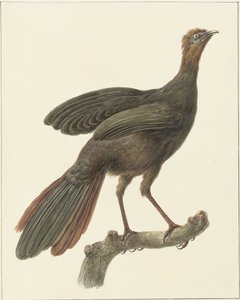Kuifsjakohoen (Penelope purpurascens)