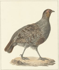 Partridge
