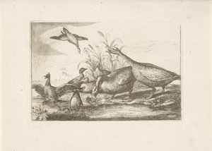 Eenden en ganzen Különböző madarak (sorozat címe) Különböző madarak legtökéletesebb figurái (...) (sorozat címe) alkotó: Pieter Schenk (I) (attributed to)