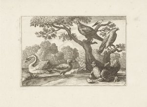 Kip met kuikens en andere vogels Különböző madarak (sorozat címe) Különböző madarak legtökéletesebb figurái (...) (sorozat címe) alkotó: Pieter Schenk (I) (attributed to)