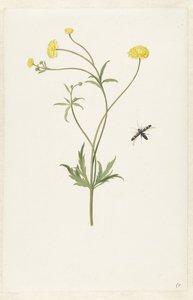Dupla sárga ranunculus és rovar alkotó: Pieter Withoos (possibly)