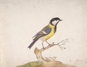 Egy széncinege Parus major egy ágon ülve, 1670-93.