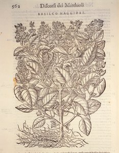 Bazsalikom (ocymum basilicum), Pier Andrea Mattioli metszete alkotó: Pietro Andrea Mattioli