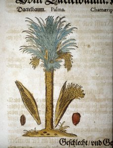 Botanikai tábla: Pálmafa datolyával - „” herbarium mattioli”-ban”.